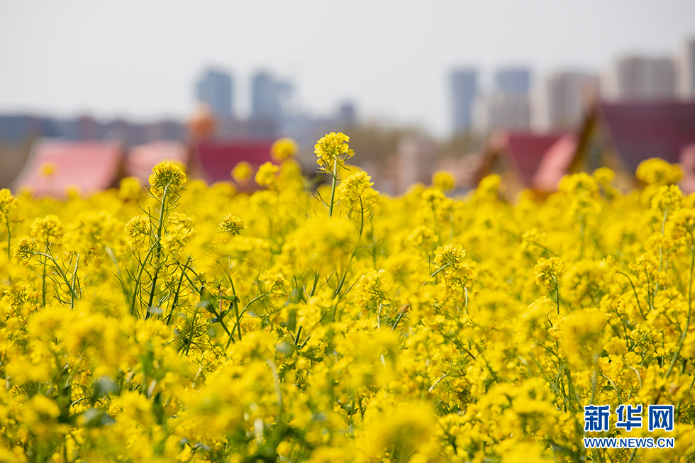 青岛：周末赏花再添打卡地 西海岸油菜花开成海