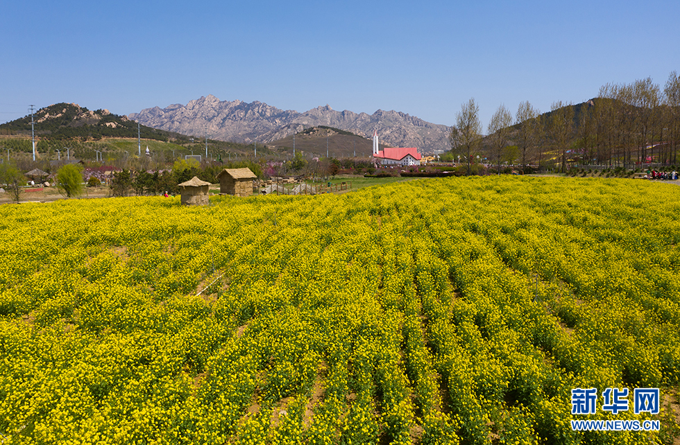 青岛：周末赏花再添打卡地 西海岸油菜花开成海