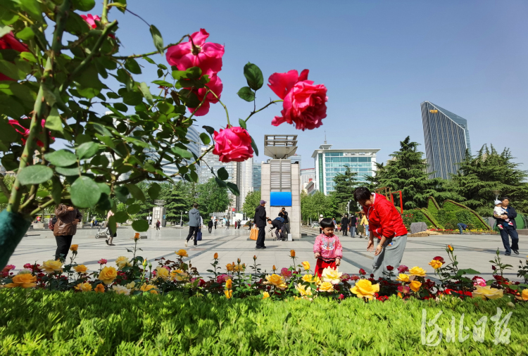 河北石家莊市第十七屆月季花展即將開幕