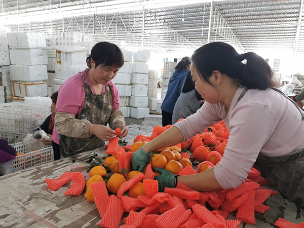 让果农和消费者“面对面” 京喜“产地直采”让果香刚下枝头便上心头_fororder_在京喜的“产地直采”模式下-刚摘下的新鲜果品马上就会进行分拣准备发往全国--摄影-刘婷