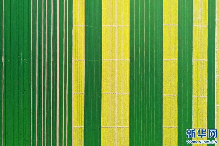 황금빛으로 물든 시골의 봄_fororder_1