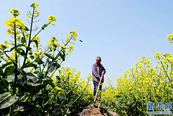 황금빛으로 물든 시골의 봄_fororder_6