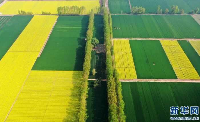 황금빛으로 물든 시골의 봄_fororder_4