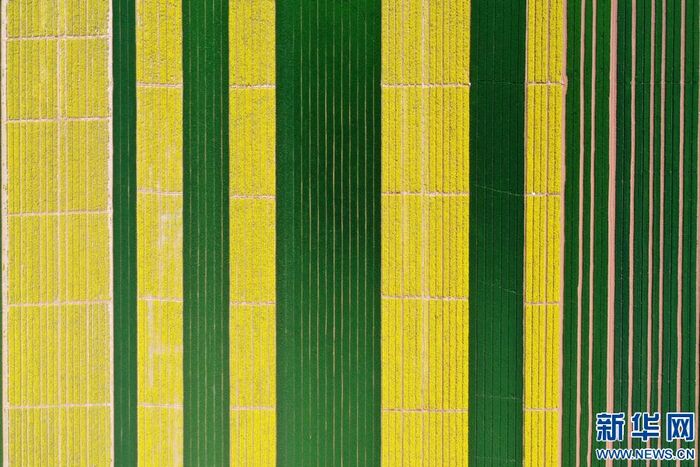 황금빛으로 물든 시골의 봄_fororder_5