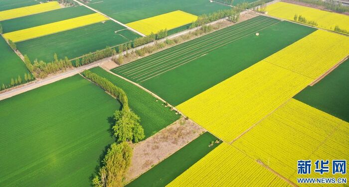 황금빛으로 물든 시골의 봄_fororder_2