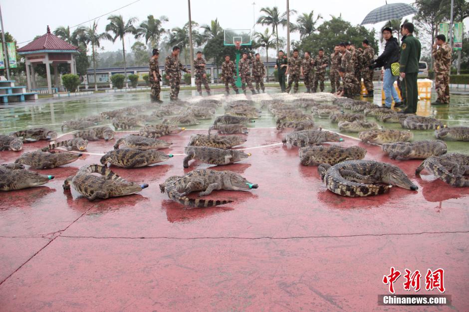 廣西查獲70條鱷魚屍體 擺滿操場