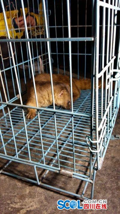黄鼠狼进村民家偷鸡被擒专家保护动物不能杀