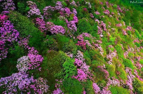 【河南供稿】平頂山市魯山縣首屆杜鵑花節將於4月18日開幕