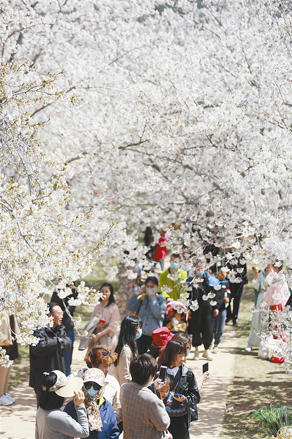 大连：谷雨春韵花香 百岁樱花怒放_fororder_樱花4