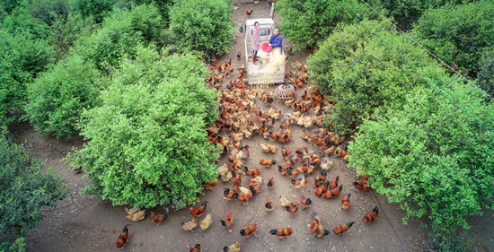 貴州天柱：打造油茶林下養雞産業示範縣