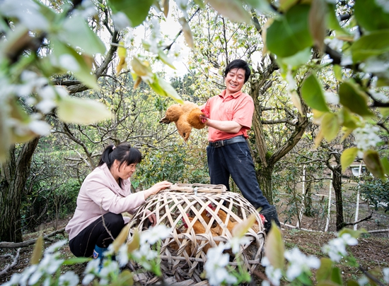 貴州天柱：打造油茶林下養雞産業示範縣