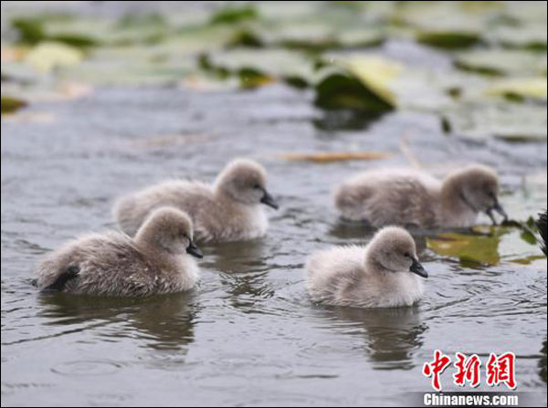 หงส์ดำคู่หนึ่งในมหาวิทยาลัยจี๋หลินพาลูกอ่อน 5 ตัวแหวกว่ายในทะเลสาบ