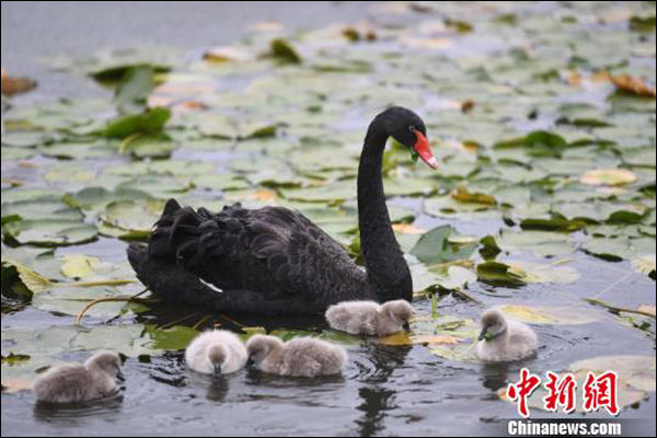 หงส์ดำคู่หนึ่งในมหาวิทยาลัยจี๋หลินพาลูกอ่อน 5 ตัวแหวกว่ายในทะเลสาบ