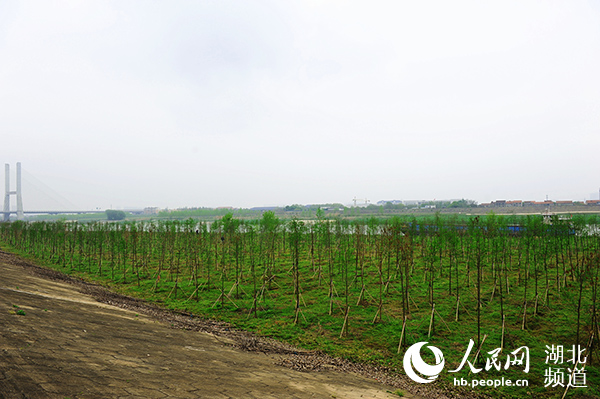 武汉长江大保护植树造林复工 将植树40万株