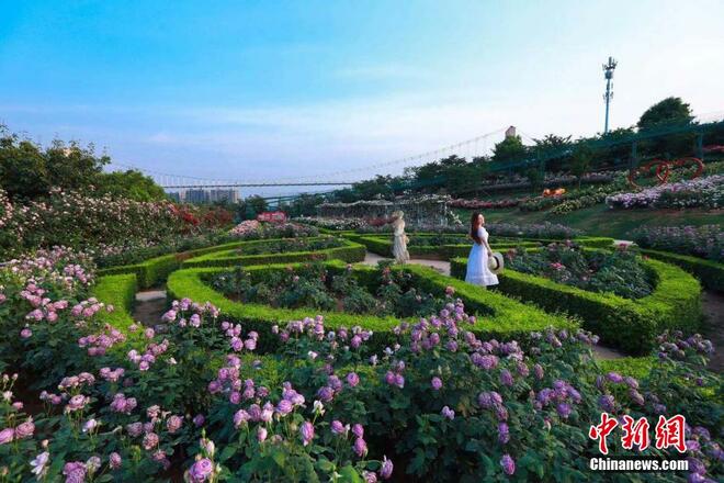 Manor Mawar Jadi Tarikan Pengunjung_fororder_meigui2