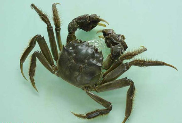 民航部门提示十一期间坐飞机禁带活体大闸蟹