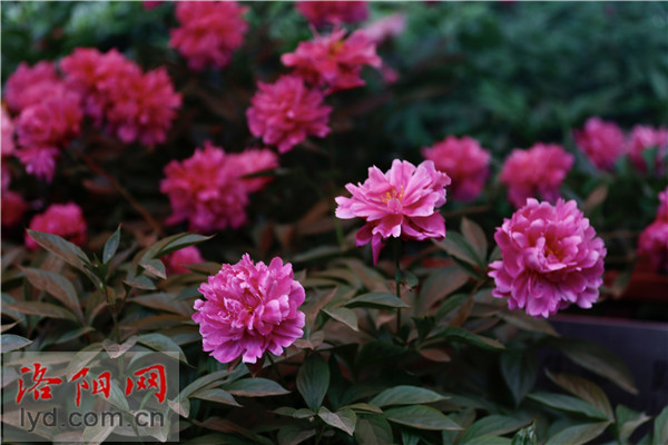 Wangcheng Park: Charming Beauty of Peonies and Herbaceous Peonies_fororder_图片6