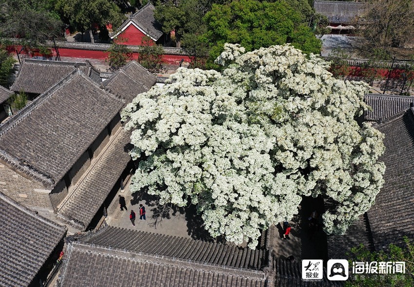 济宁：流苏树花满树冠 洁白如雪