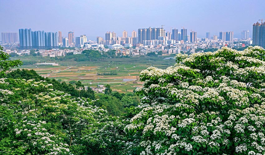 廣西橫縣：四月芳菲油桐花開