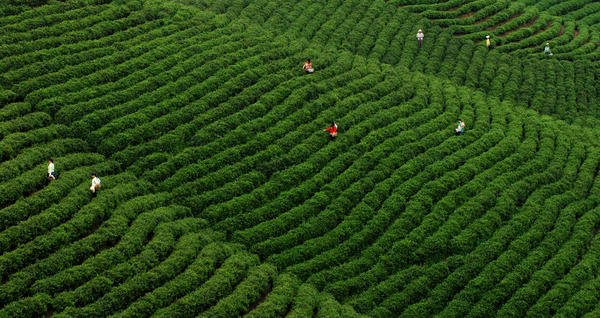 信陽市浉河區舉行2021年信陽毛尖春茶開採儀式