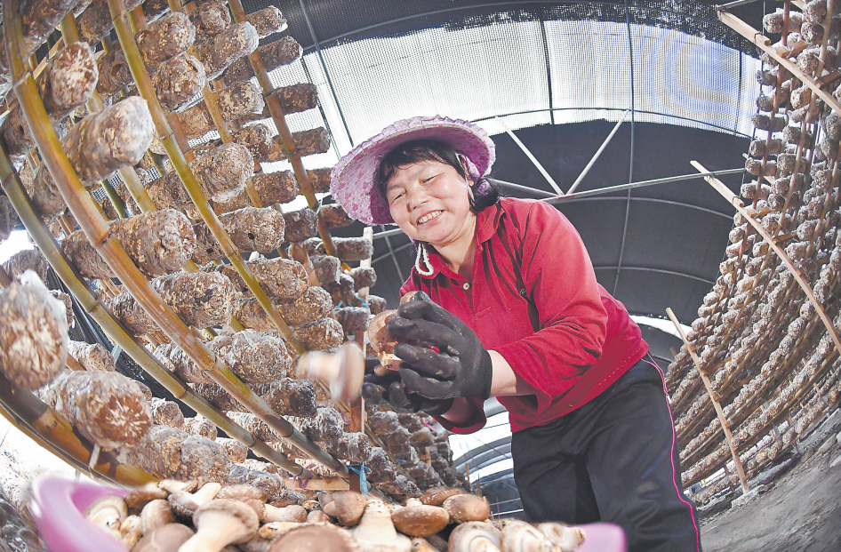 寧德市蕉城區：香菇棚裏採摘忙_fororder_微信圖片_20210421102211