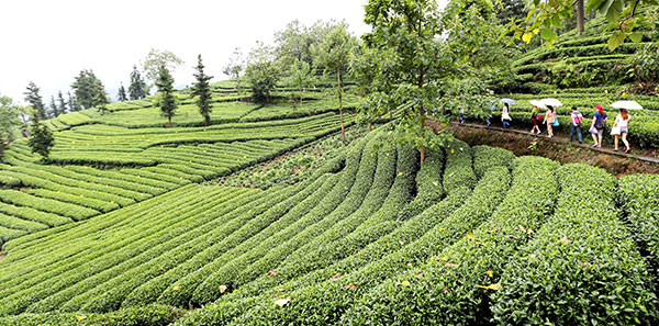 宜宾筠连县启动川红诞生70周年系列活动_fororder_筠连茶山一角-供图-筠连县委宣传部