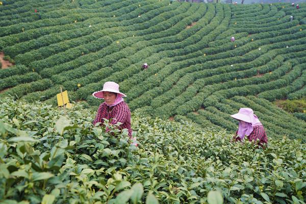 信陽市浉河區舉行2021年信陽毛尖春茶開採儀式
