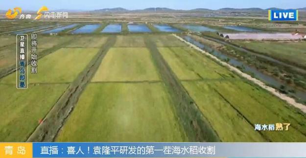 【科技-文字列表】（页面标题）海水稻未来在中国2.8亿亩盐碱地推广（内容页标题）袁隆平“海水稻”未来在中国2.8亿亩盐碱地推广