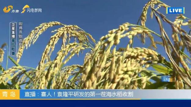【科技-文字列表】（页面标题）海水稻未来在中国2.8亿亩盐碱地推广（内容页标题）袁隆平“海水稻”未来在中国2.8亿亩盐碱地推广