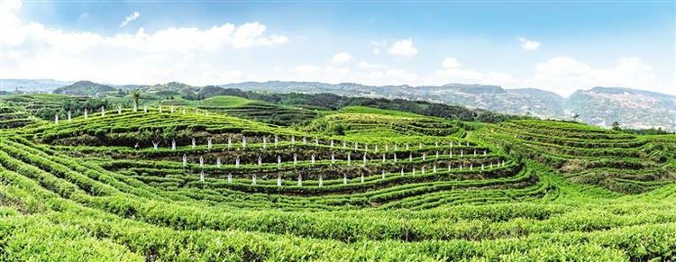 （中首）六盘水：一片绿叶成就“凉都水城春”_fororder_六盘水~1