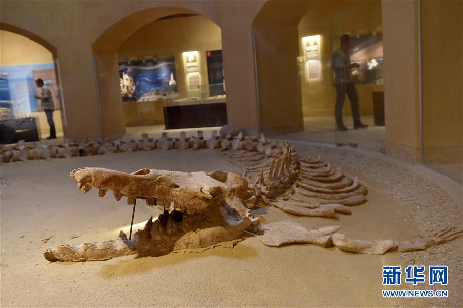埃及法尤姆“鲸鱼谷”:沙漠深处的古鲸博物馆-国际在线