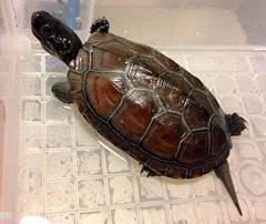 两只乌龟因严寒被冻水中 网友：它们还有救吗(图)