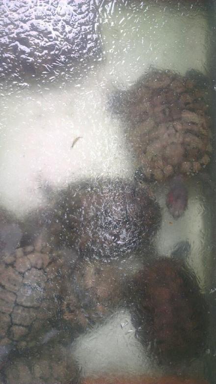 寒潮来袭乌龟被冻成"龟凝膏" 网友:它们还有救吗？