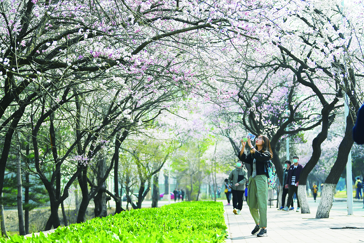 吉林大學第六屆杏花文化節舉辦
