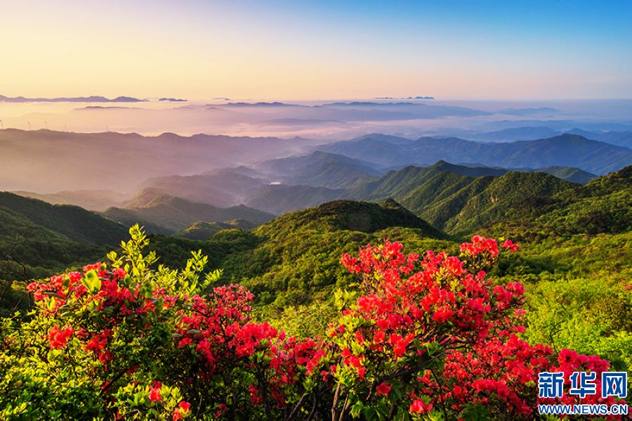 信阳新县：莫道春不在 杜鹃花已开