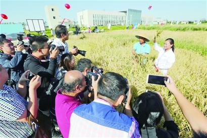 【科技-文字列表】【走遍山东-青岛】首批“海水稻”收割 亩产620.95公斤