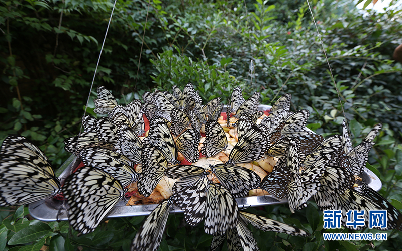 美翻了！5000多只蝴蝶现场放飞