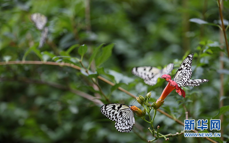 美翻了！5000多只蝴蝶现场放飞