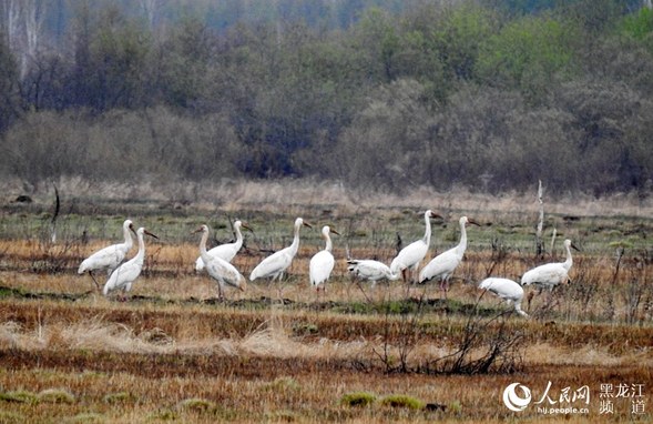 國家一級保護動物白鶴現身加格達奇林業局古裏河國家濕地公園
