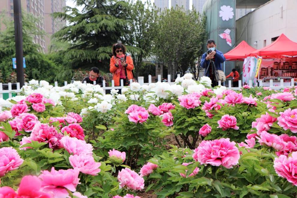 牡丹C位出道 山東菏澤的“花”樣生活