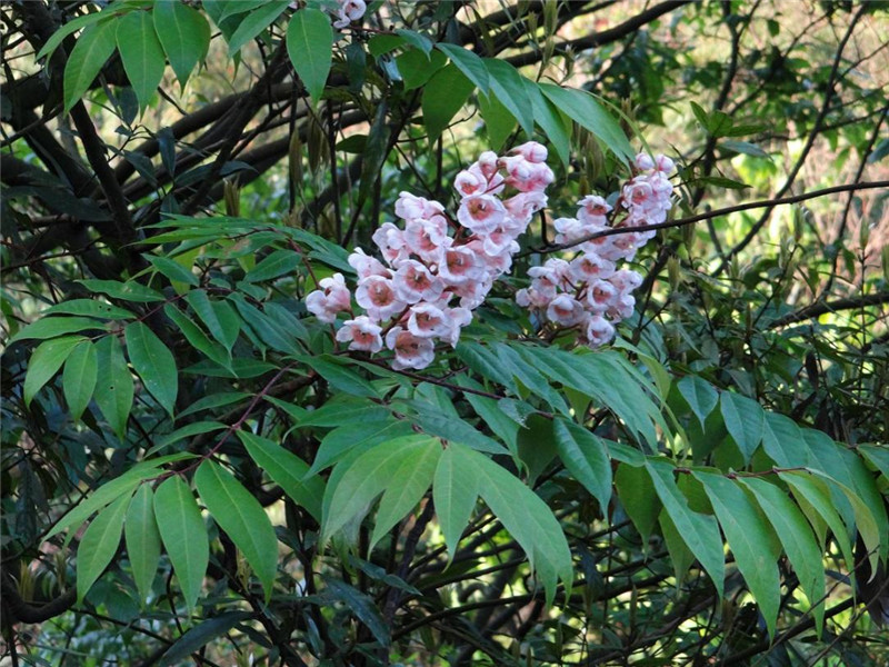 走进原始森林探索南岭奇妙物种