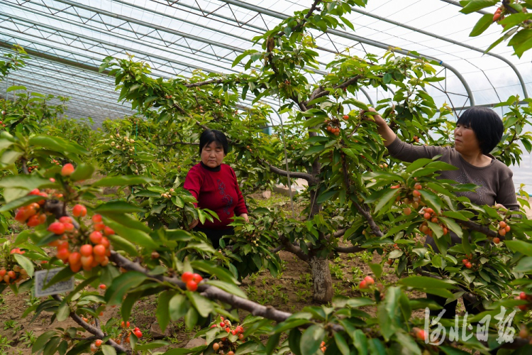 唐山遷西：調整産業結構 特色農業種植面積達3.9萬畝