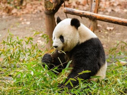 古代大熊貓首次通過基因測序“驗明正身”
