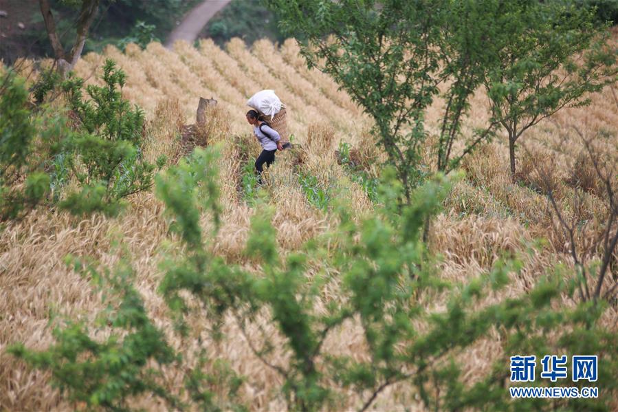 貴州大方：山區小麥獲豐收