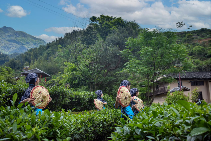 五一乡村旅游热 江西遂川桃源梯田景区受热捧 中国日报网