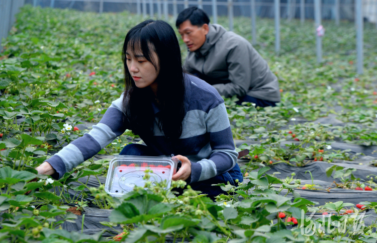 河北邯郸：特色种植促农增收