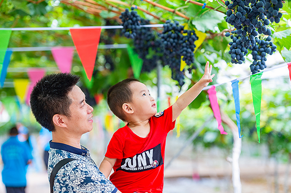 “五一”假期迎来新高峰 自贡市A级旅游景区接待游客36.02万人次_fororder_6亲子采摘（摄影-廖志全）