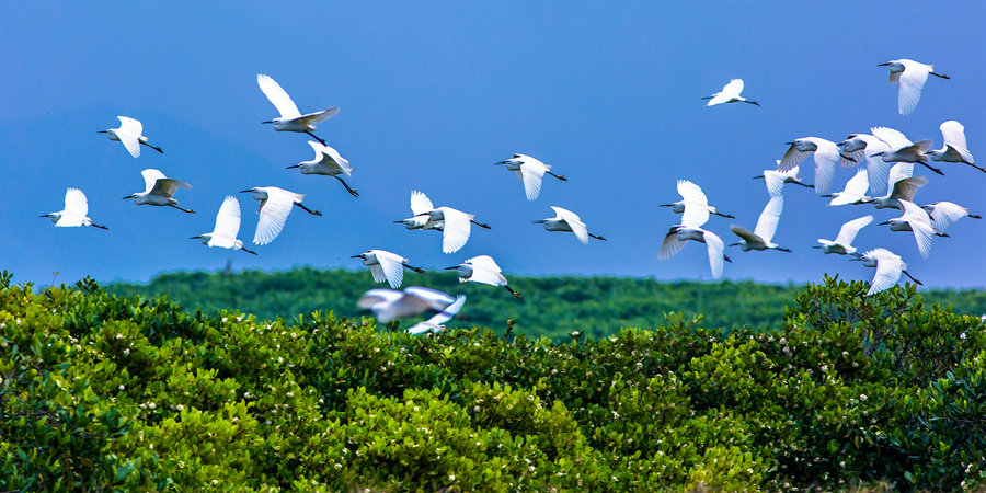 福建漳江口红树林自然保护区多种水鸟舞蹁跹