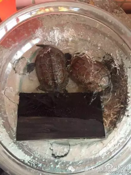 让网友揪心的两只冰冻乌龟活了