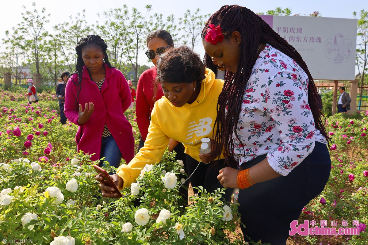 手制鲜花饼 流连芳菲丛 外国友人打卡“中国玫瑰之都”